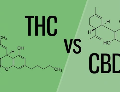 What’s the Difference between THC and CBD?